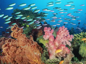 corallandscapefiji.jpg