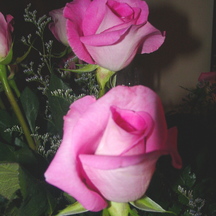 pinkroses.jpg